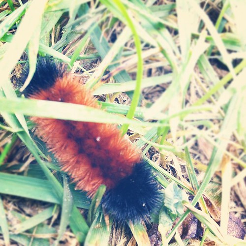 according to weather folklore, the width of this woolly bear's bronze middle predicts a mild winter. we shall see woolly bear, we shall see. #weatherreport #wildlifehabitat #maine