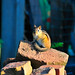 Chipmunk Getting Some Sun posted by Ol' Mr Boston to Flickr
