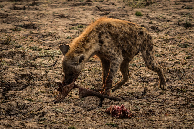 Hyena Feeding - South Luangwa - Zambia