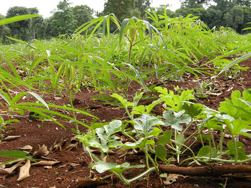 農地上種植著木薯和西瓜，多樣性的種植提供不同生物棲息所在