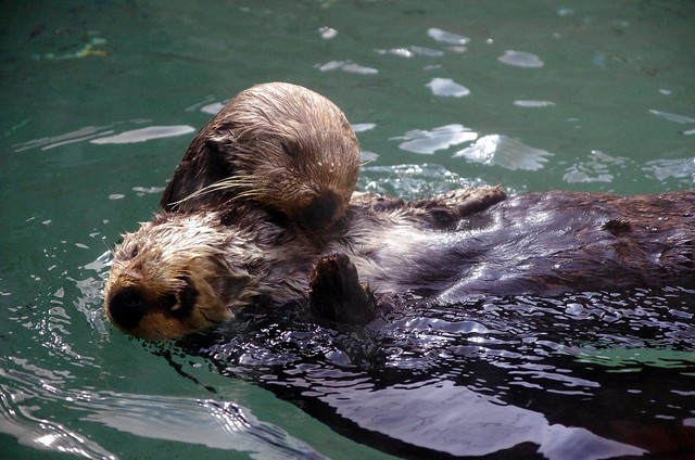Happy Otter Couple - Seattle Aquarium
