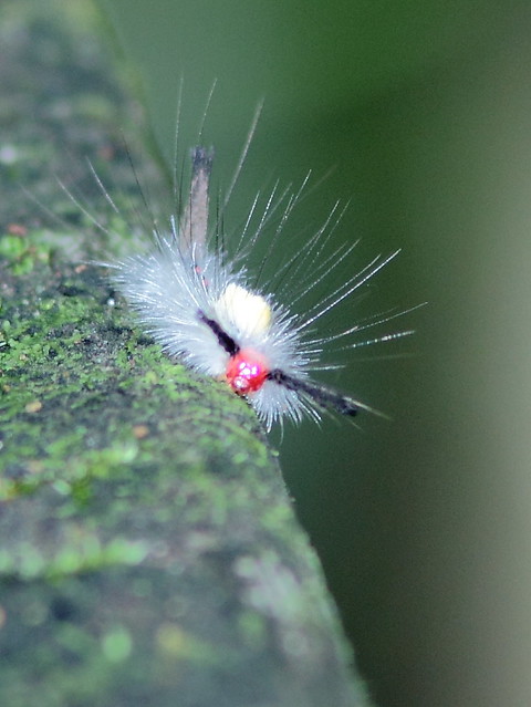 White-marked Tussock Moth 20120930