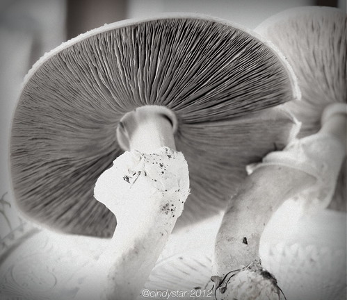 prataioli-field mushroom