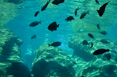 Durban - Aquarium