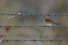 White-throated Sparrow on Barbed Wire_42119.jpg by Mully410 * Images