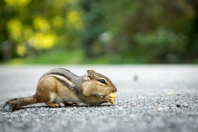 Ground Squirrel, Chipmunk