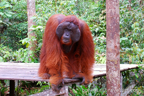orangutan at Tanjung Putting National Park Indonesia (10)