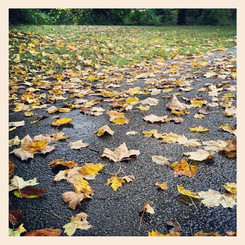 #fall #newhampshire #rainyday #foliage #leaves #driveway #rain #leaf