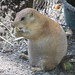 PrairieDogs_016 posted by *Ice Princess* to Flickr