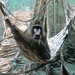 Mandrill_030 posted by *Ice Princess* to Flickr