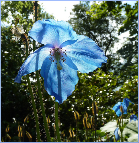 Meconopsis: Blue poppy ... view on black