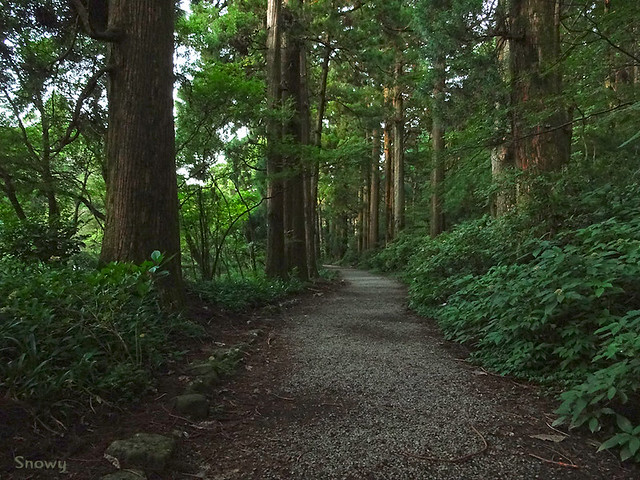 東海道杉並木
