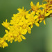 wrinkled goldenrod in bloom posted by ophis to Flickr