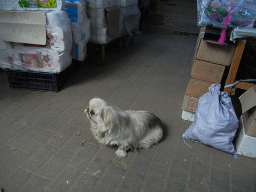 Pet Dog in a Market in Shenyang, China _ 0444