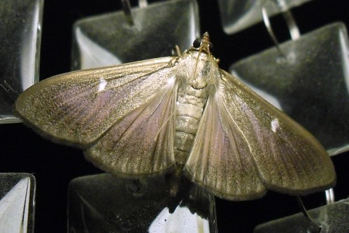 Night moth II