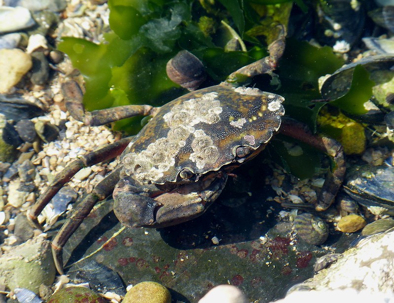 28822 - Shore Crab, Mumbles Rockpool