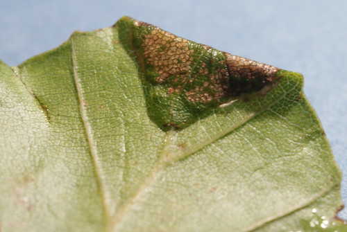 Parornix fagivora -  leaf fold (2)