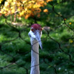 aviary bird