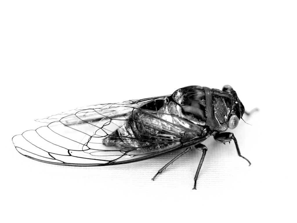 Cicada5