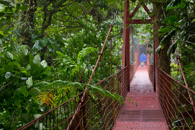 Hanging Bridge, Monteverde Cloudforest Reserve, Costa Rica, 2012