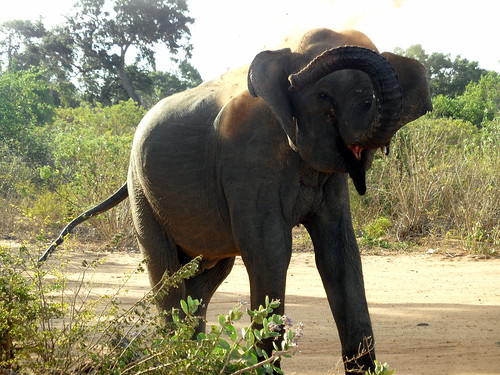 Sri Lankan Elephant, Yala