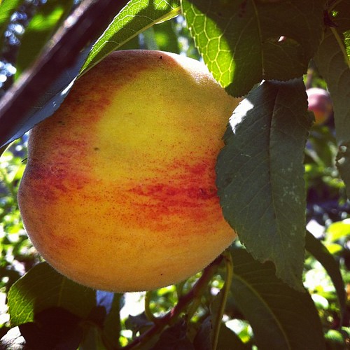 peach harvesting #maine #organicgarden #urbangarden #zone6a