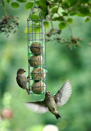 House sparrows at the feeder