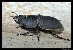 Coleoptera/Lucanidae