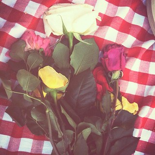 picnic roses