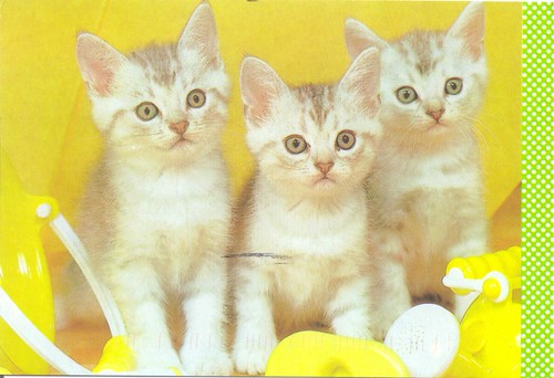 Triple Trouble Kittens