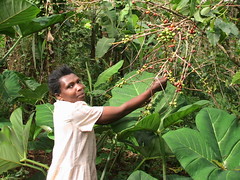Coffee berry picking, Busia, Uganda / Credit: Wambi Michael/IPS