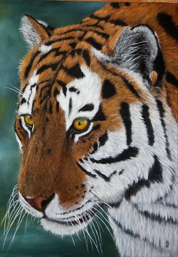 Tiger Closeup by Sid's art