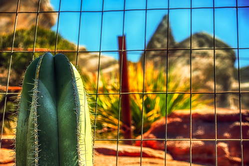 Cactus Kilroy, A Fly And The Back End Of A Cadillac by hbmike2000