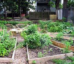 community garden on previously vacant lot (c2012 FK Benfield)