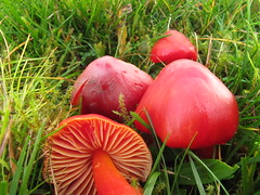 Fungi Growing in Fields, Gardens and Grasslands