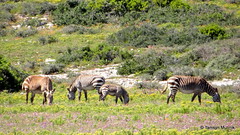 Cape Moutain Zebra - View of Langebaan Beach from the West Coast National Park