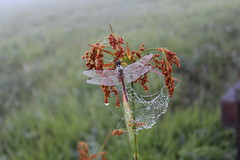 朝露の中眠るトンボ＆蜘蛛の巣のネックレス