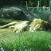 Lion_067 posted by *Ice Princess* to Flickr