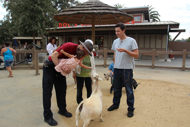 Mio cautiously feeding the goats