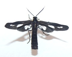 Wasp mimicking tiger moth