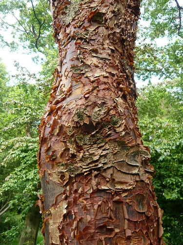 Acer griseum chinese paperbark