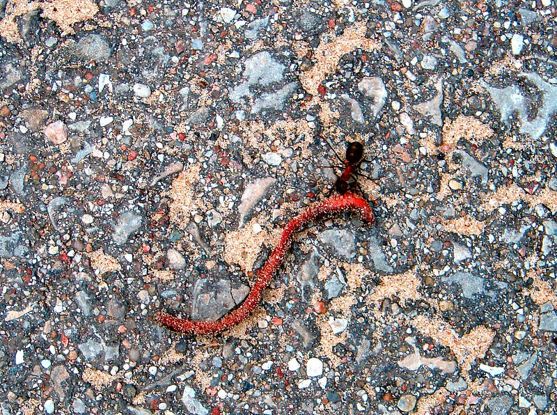 Earthworm carried away by an ant. by aigarsbruvelis
