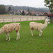 Lamas im Reusstal