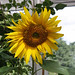 Yellow sunflower 1