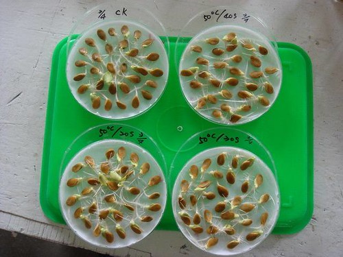南瓜種籽溫湯不同處理發芽情形。（圖片來源：花蓮農改場）