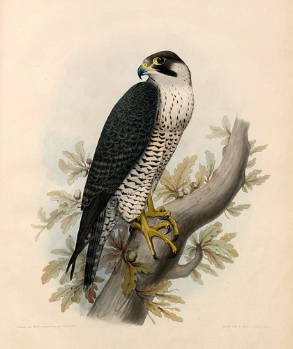 012- El halcon Hagard- Traité de fauconnerie..1853- Hermann Schlegel- Universität Düsseldorf