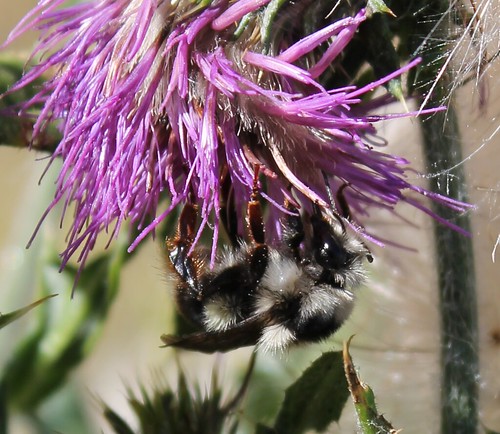 Bombus bifarious on thistle, photo by T.D. Hatten