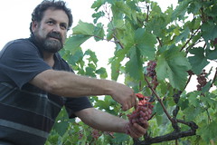 Vine Harvest at Atalanti, Greece