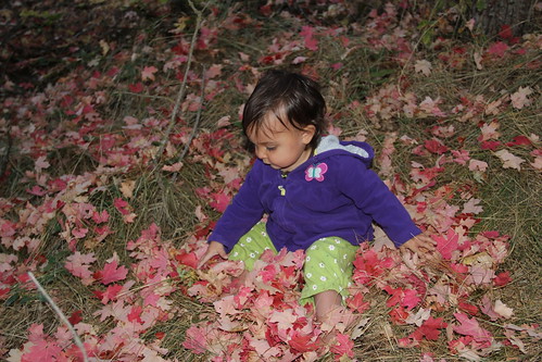 Jovie sitting in the red leaves 9