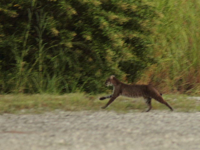 Bobcat fleeing 20121005